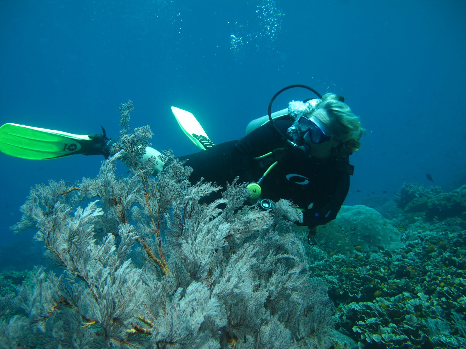 Diving in Gili Selang